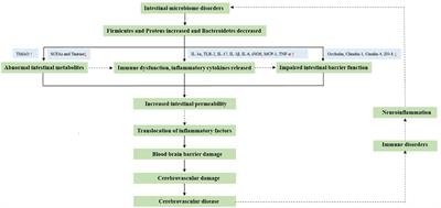 Gut microbes in cerebrovascular diseases: Gut flora imbalance, potential impact mechanisms and promising treatment strategies